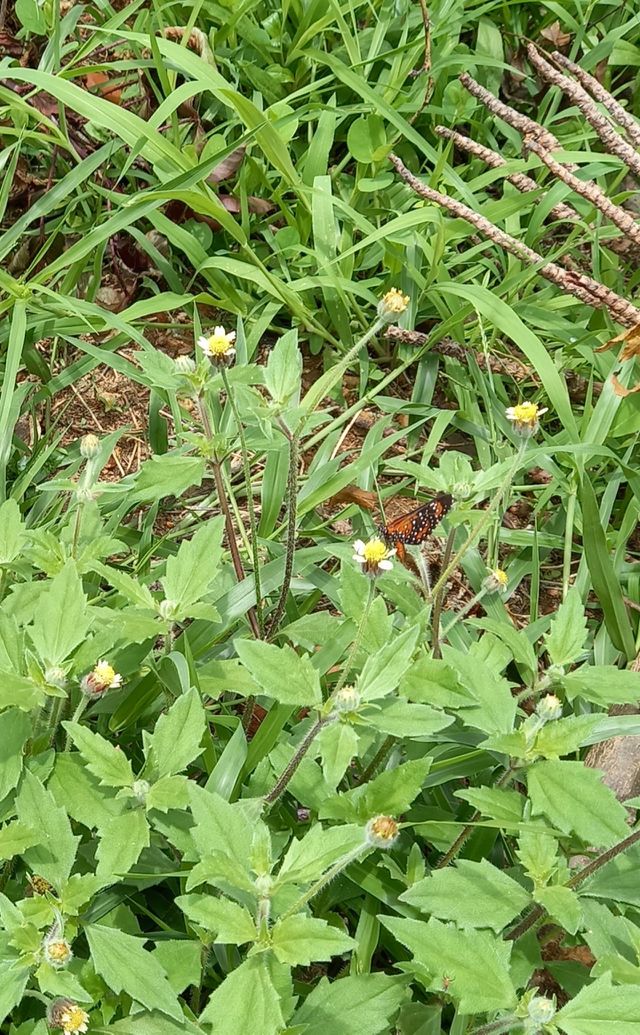 Borboleta.