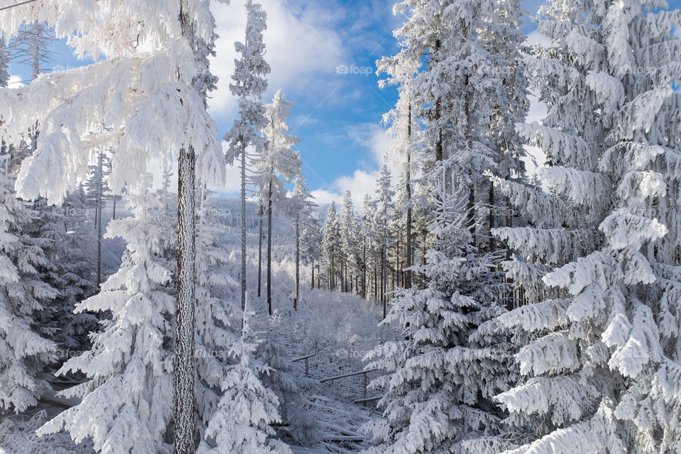 forest in winter