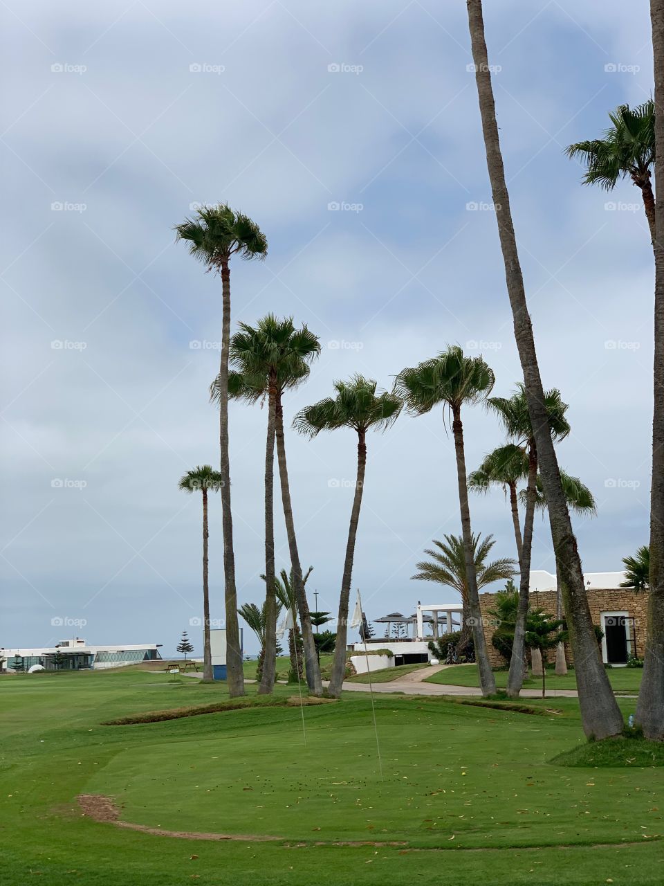 Les palmiers du golf 