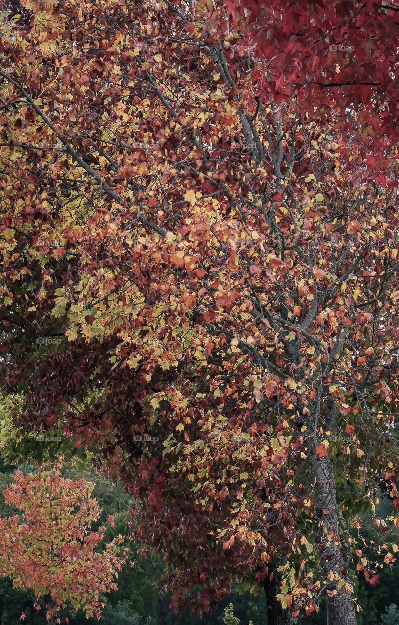 Autumn leaves on a row of trees in hues of red, orange, yellow and green