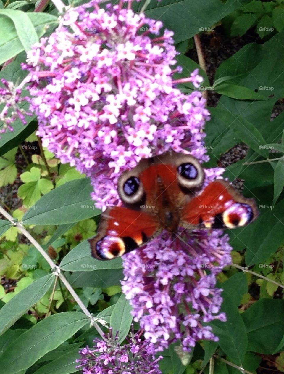 Peacock butterfly on Buddleia