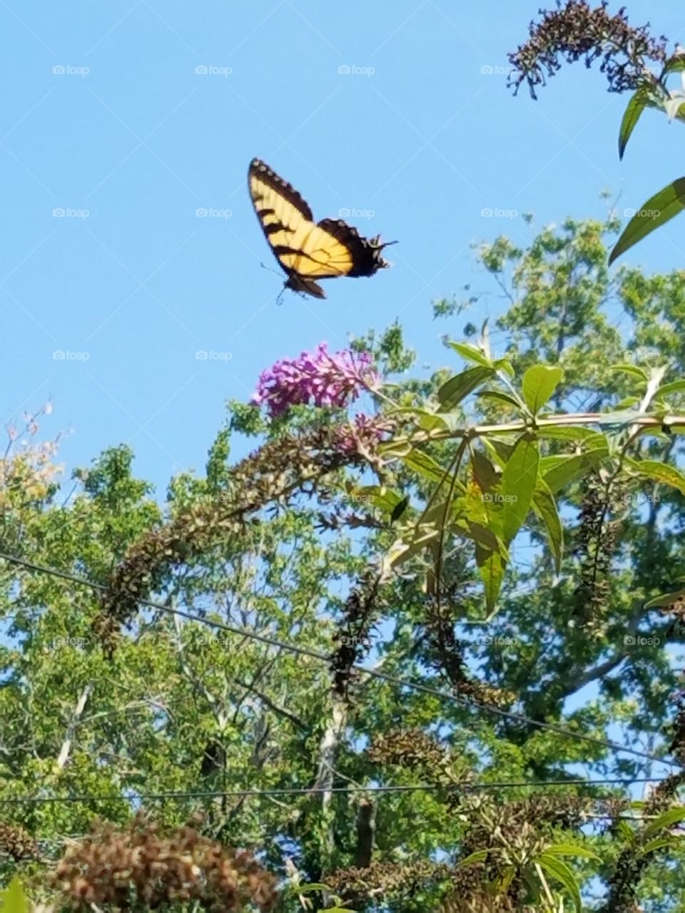 Butterflies fly away