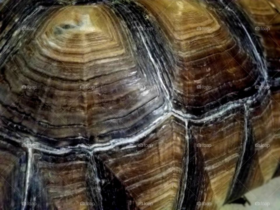 tortoise shell