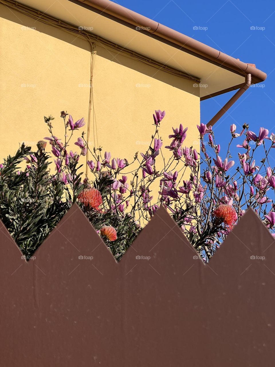 Fence and the plants