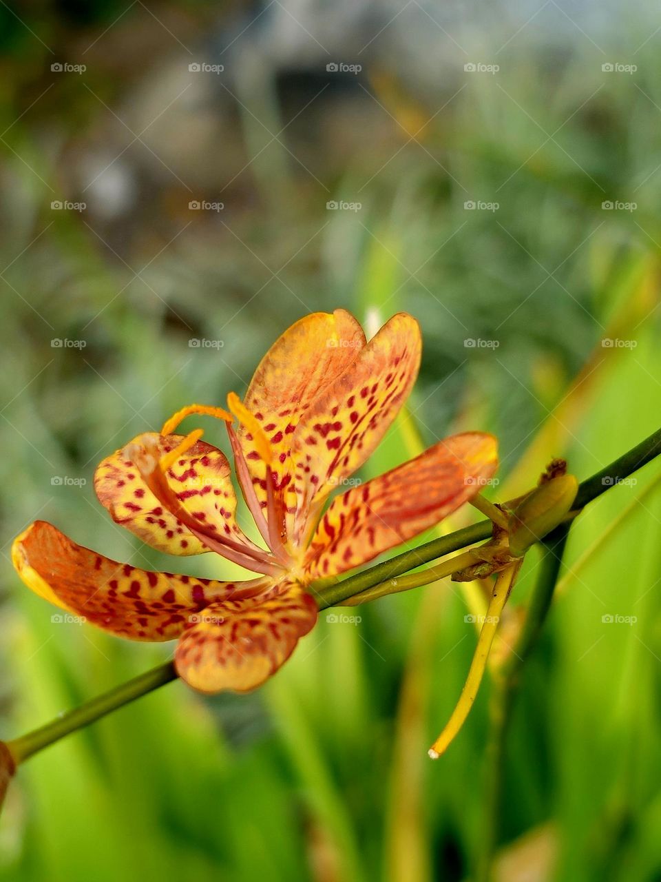 Yellow Blackberry (Leopard) Lily