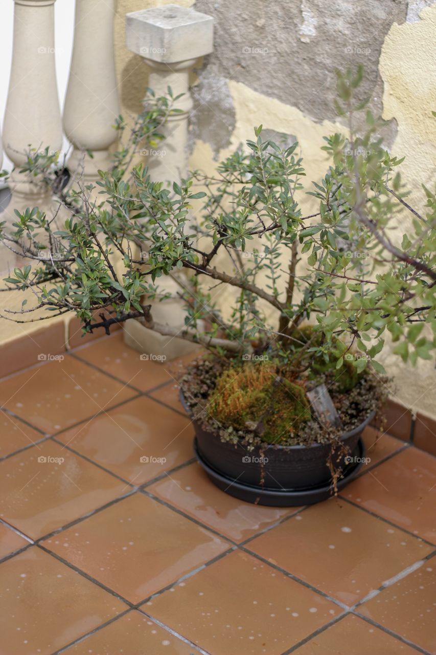 Bonsai ,arbol,Olivo de 37 años,planta