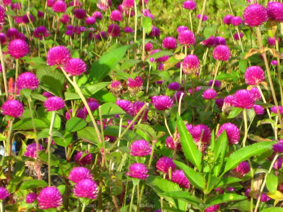 Purple Wildflowers 