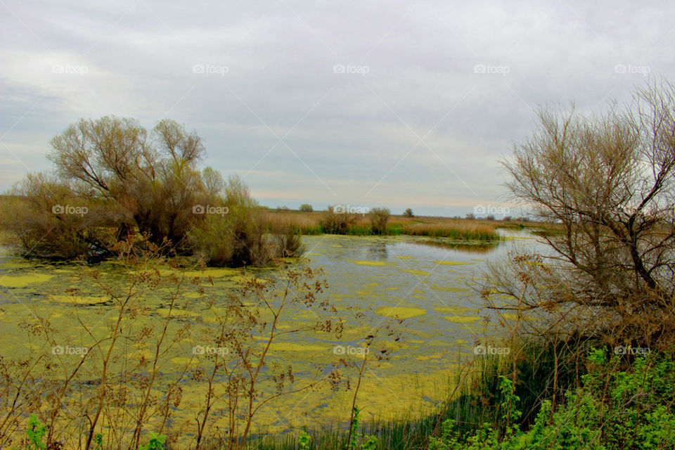 Yellow pond