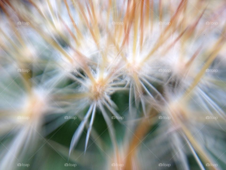 Close up on cactus