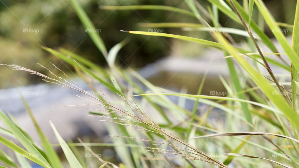 Windy Grass, closeup with fresh colors...