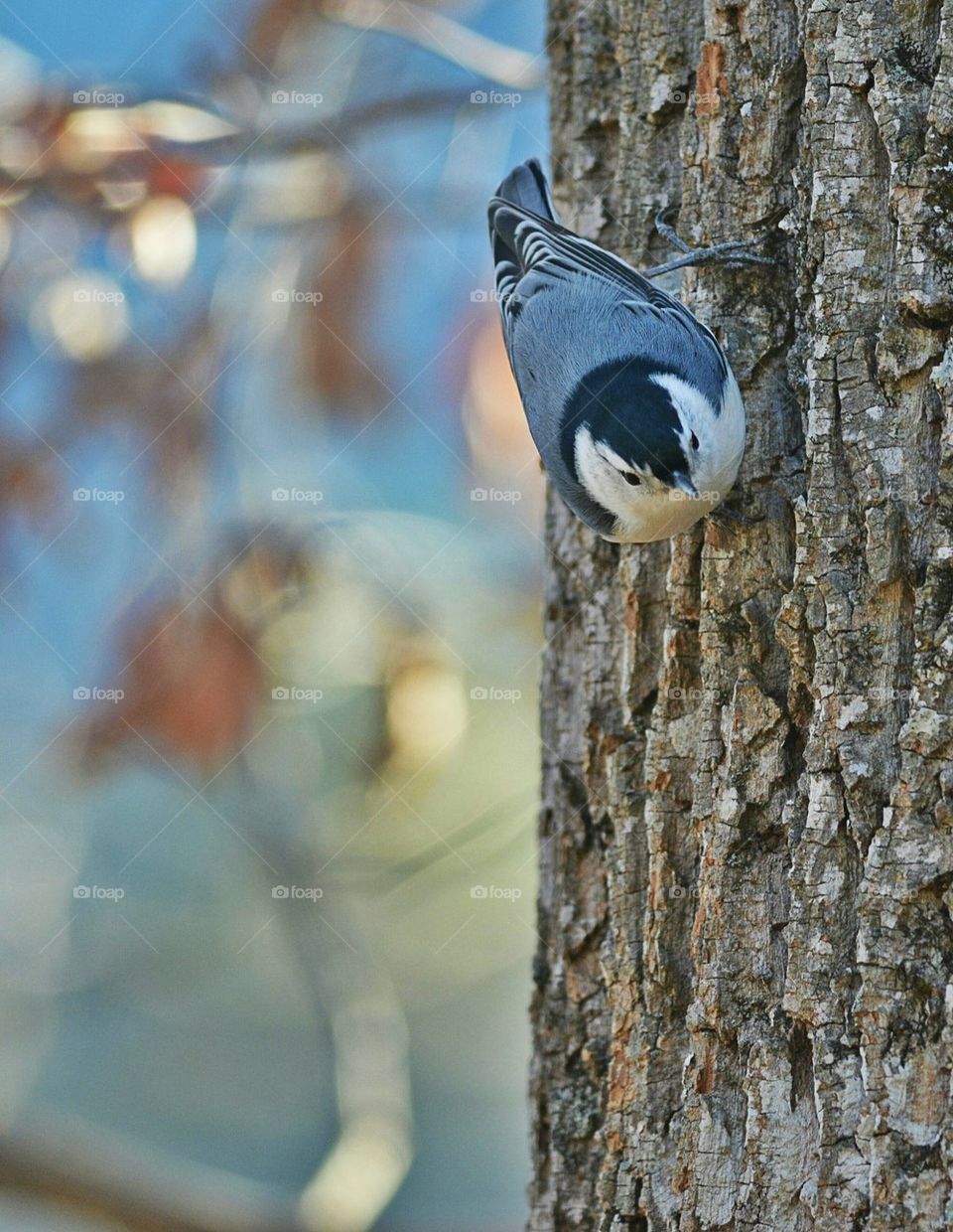 Nuthatch on aTree