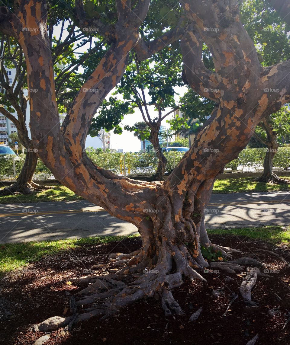 Looking through one tree at another 