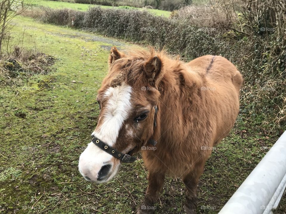 This oh so friendly pony visited us in its paddock, even though it was slow on its feet, everyone needs friends, l think the poor one was a bit lonely.