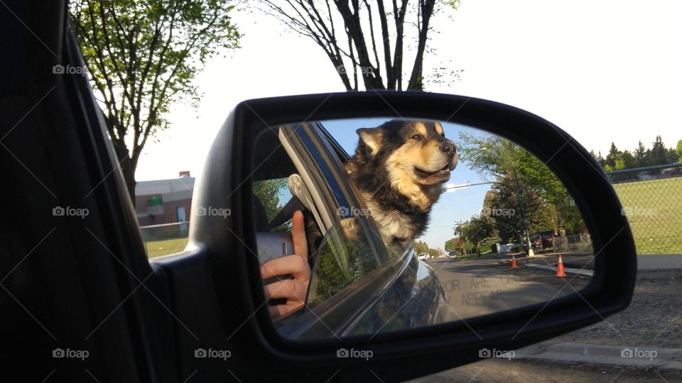 doggie in the mirror