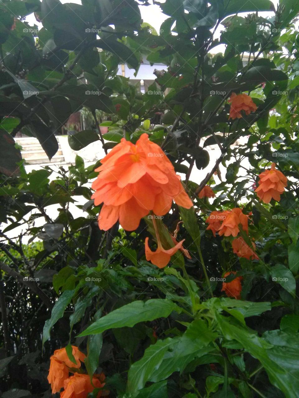 A orange coloured flowers