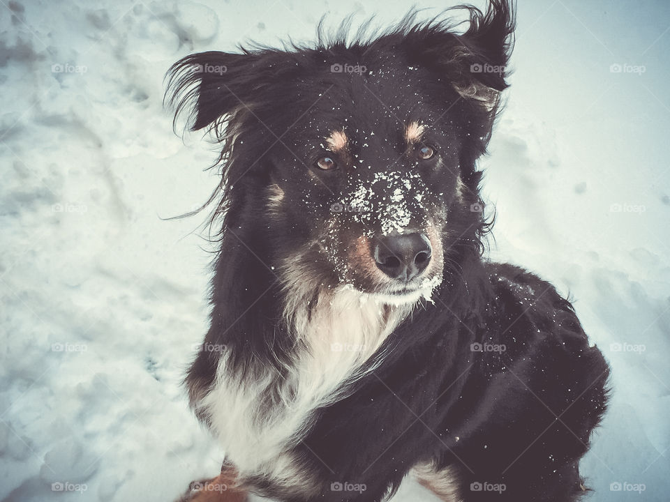 Dog playing in snow