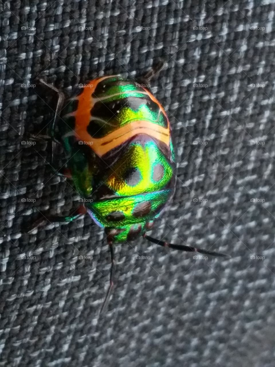 A colorful insects on the clothes of my pants.
