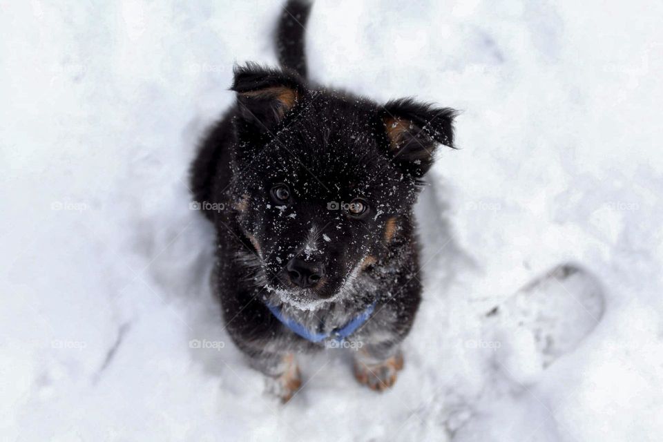 Puppy sitting in the snow 