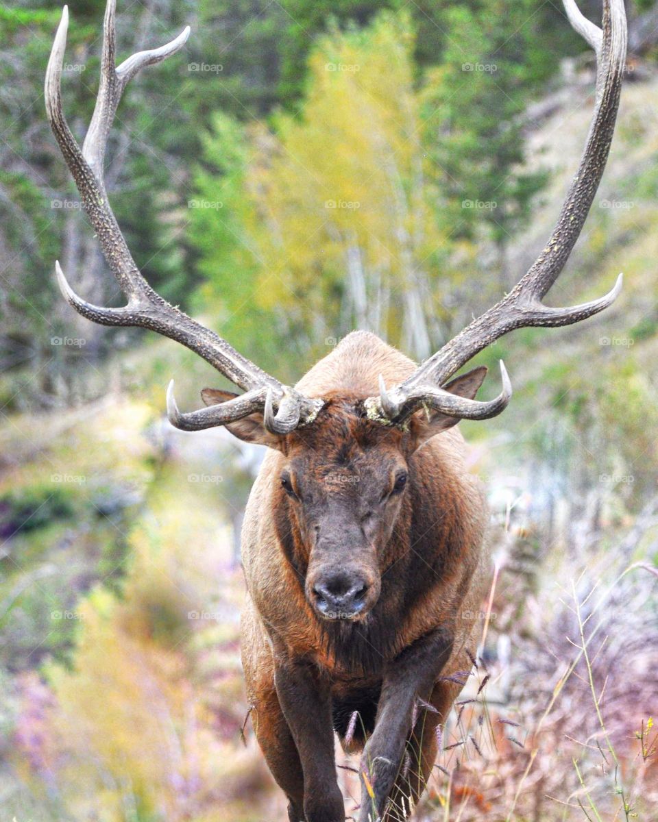 An epic bull elk stares down the camera in this colorful shot taken during the rut.