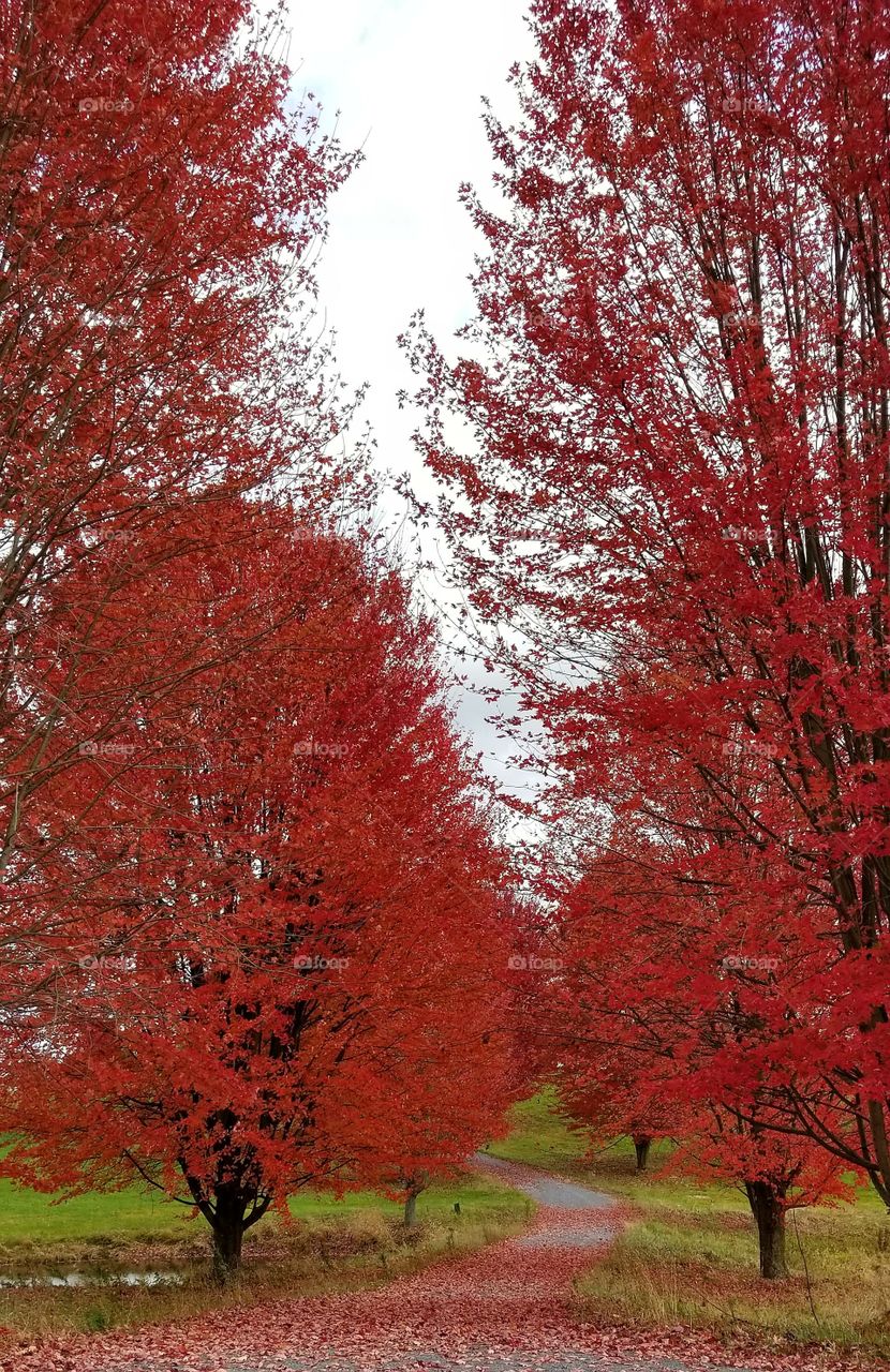 Fall, Leaf, Tree, Wood, Park