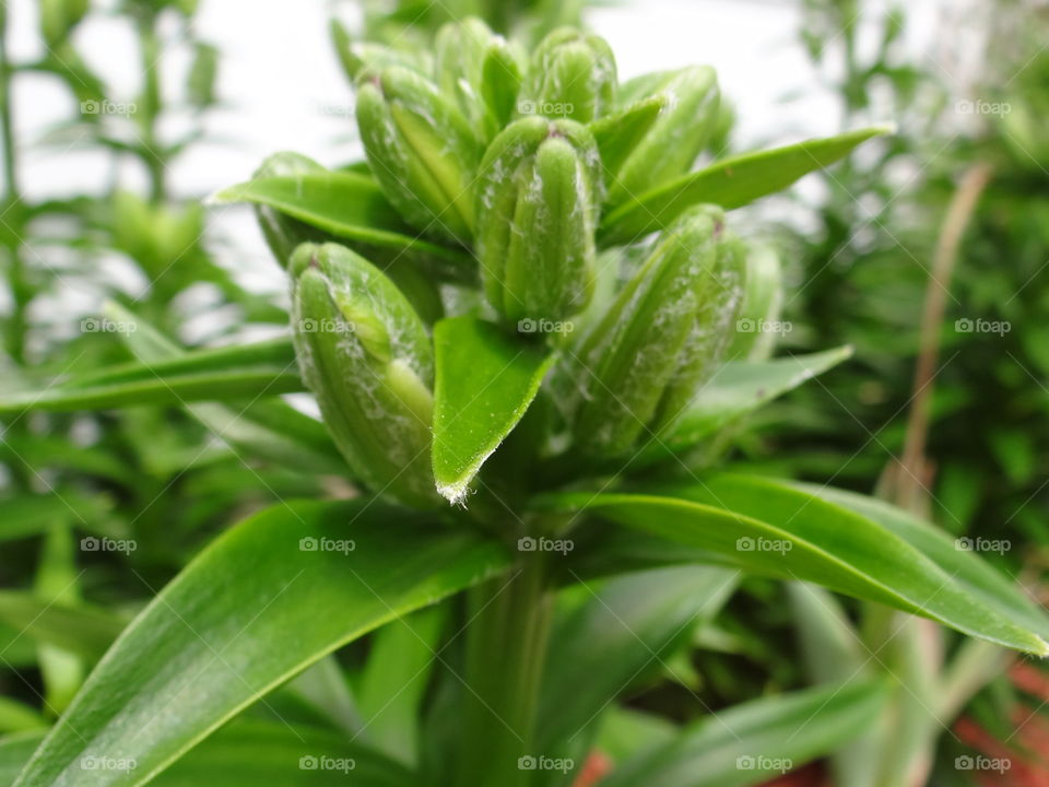Lilies getting ready to bloom. my garden