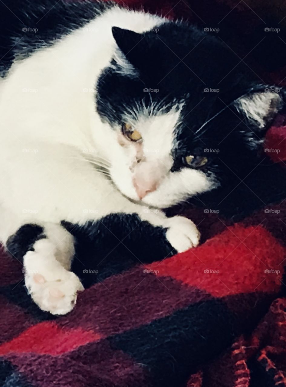 Adorable Kitty Cat Posing on Blanket