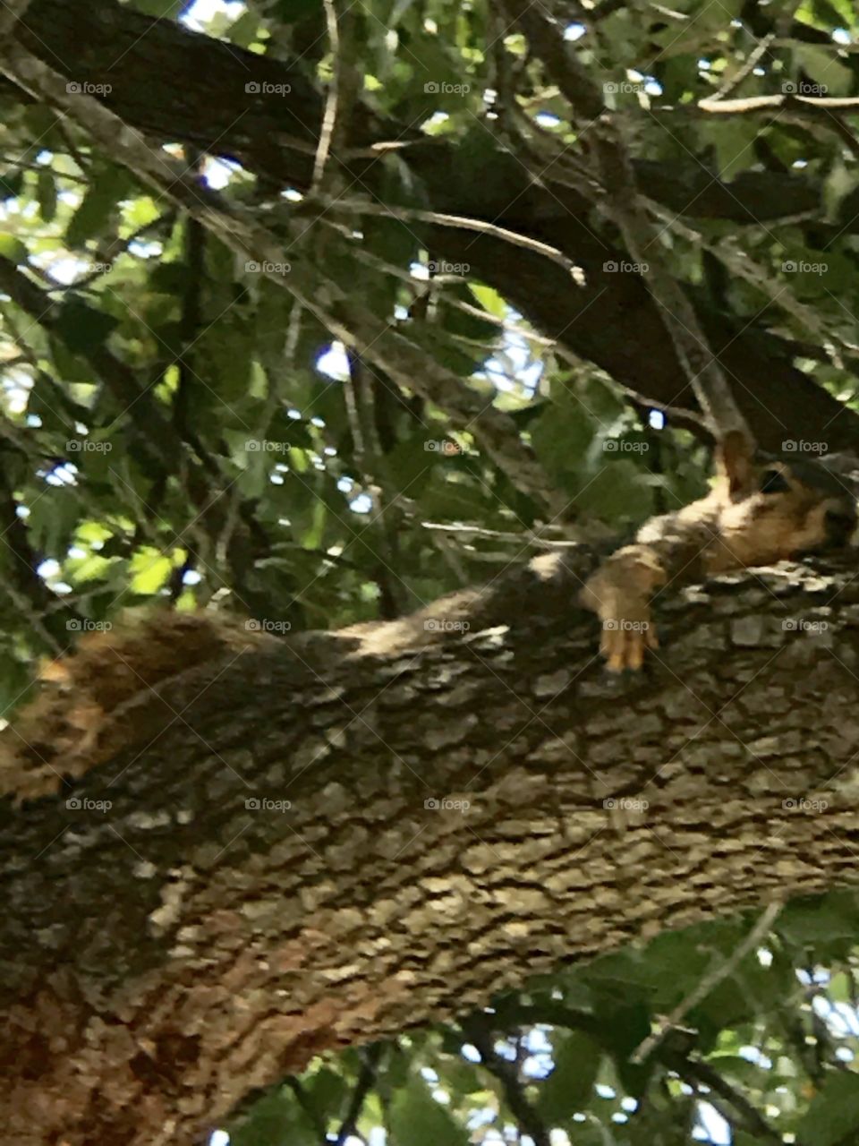 Squirrel 
