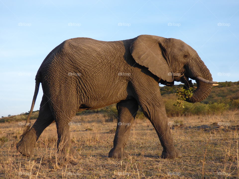 savanna elephant