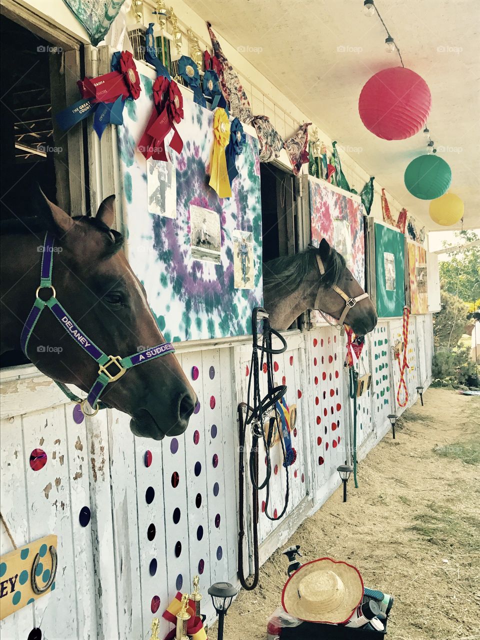 Colorful horses 