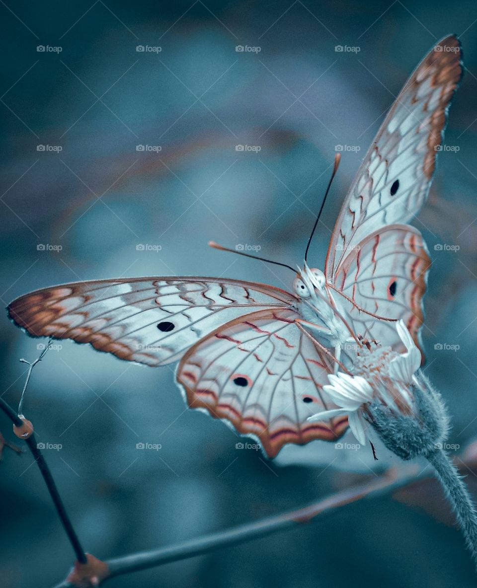 Butterfly - Blue Edition