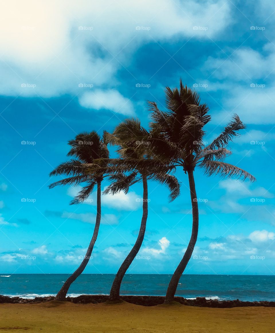 Palm trees same bent three trees beach ocean sea sky blue nature travel exotic tropical 
