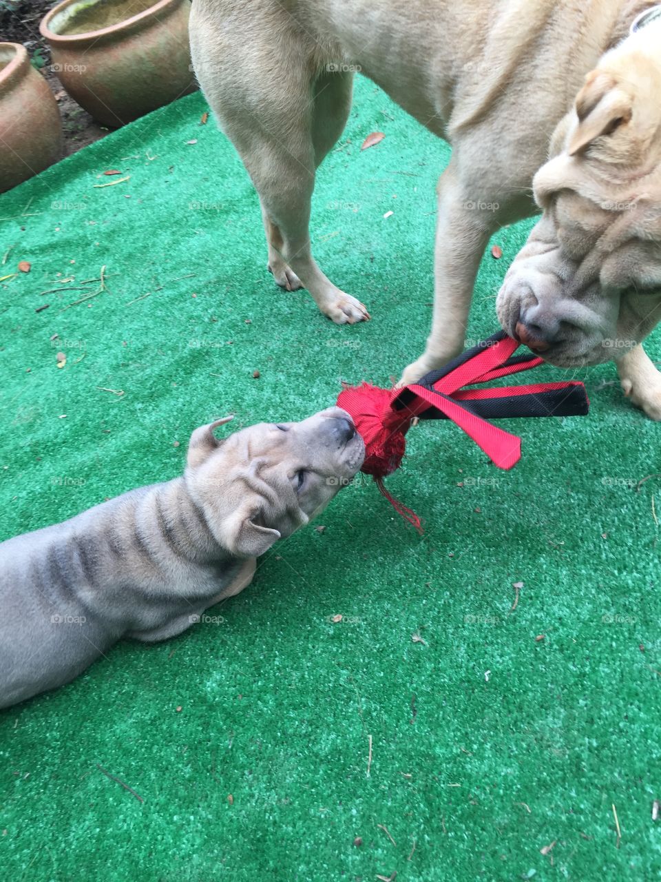 Two shar-peis play tug-of-war with a Kong toy.
