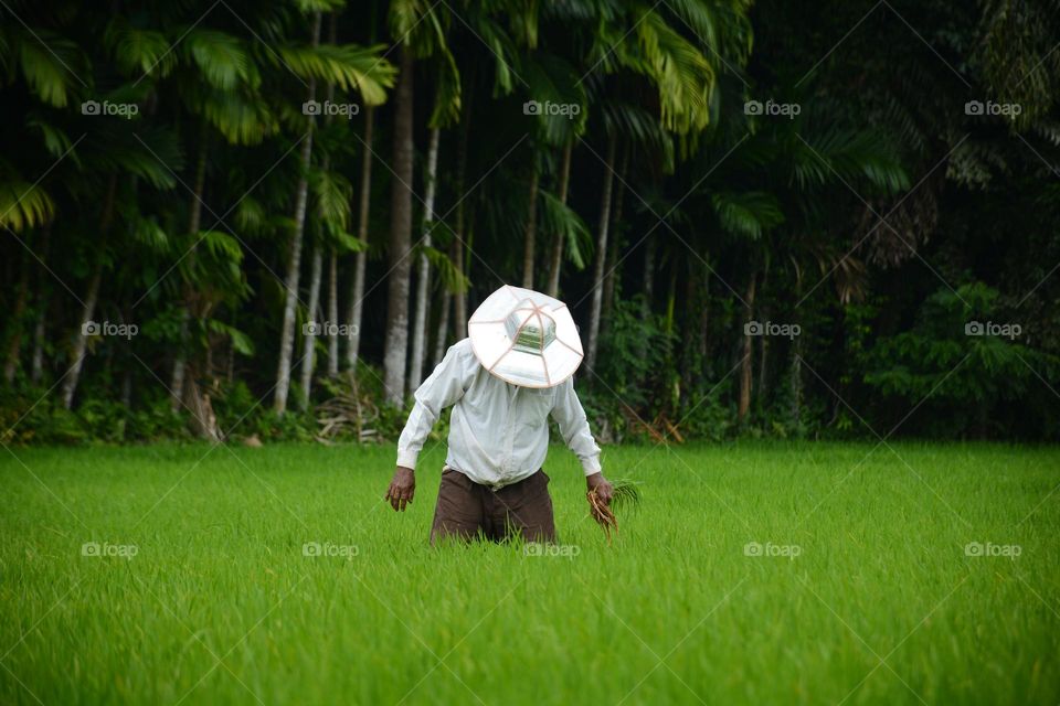 paddyfiled worker