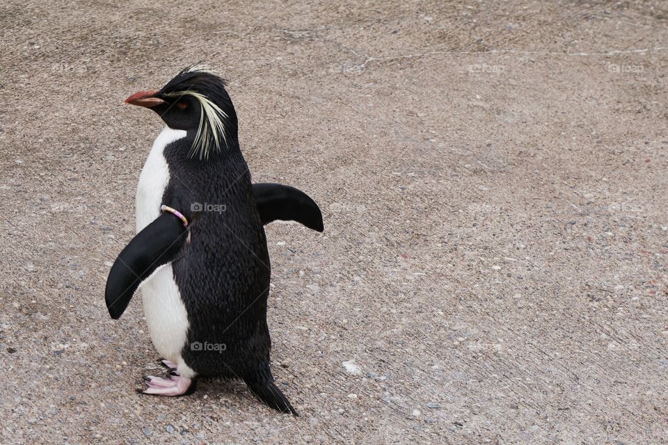 Edinburgh Penguin