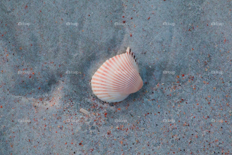 Lone pink Seashell