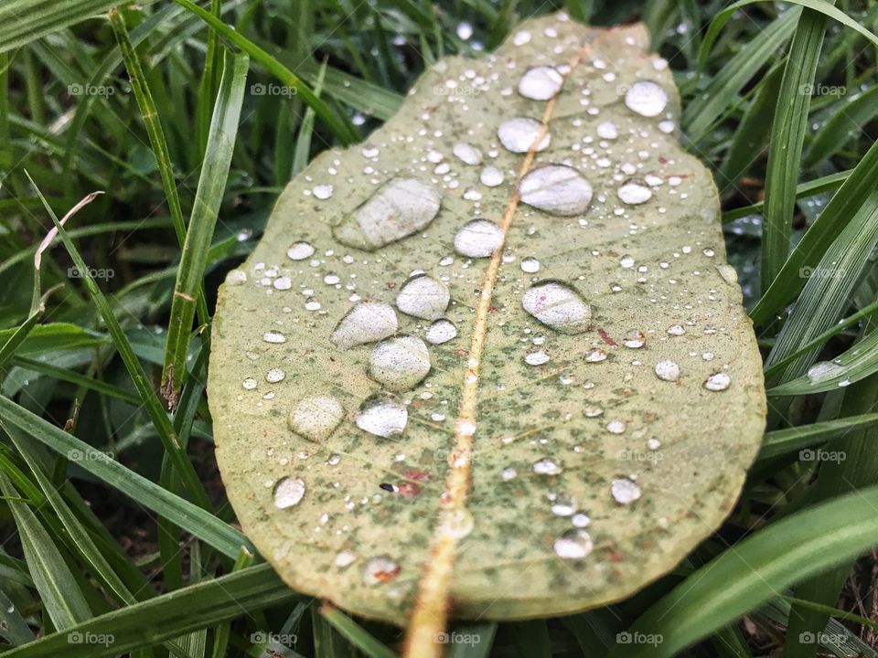 Nature’s rain settling on a fallen leaf 