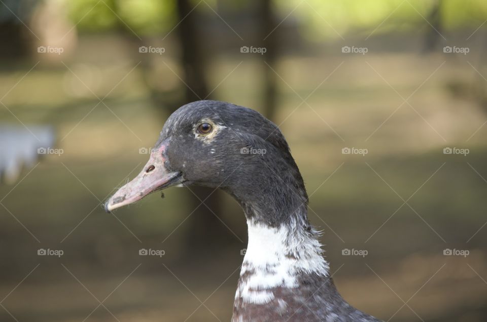 duck