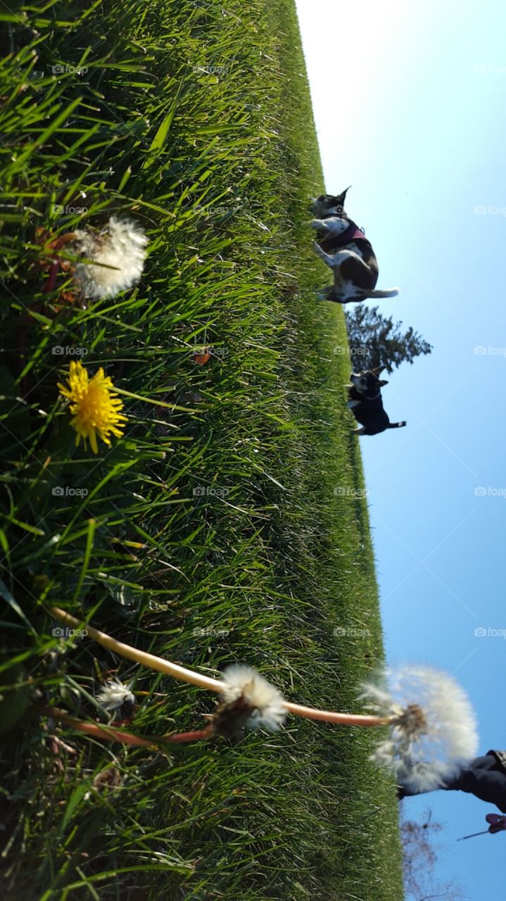 Outdoors, No Person, Tree, Nature, Bird