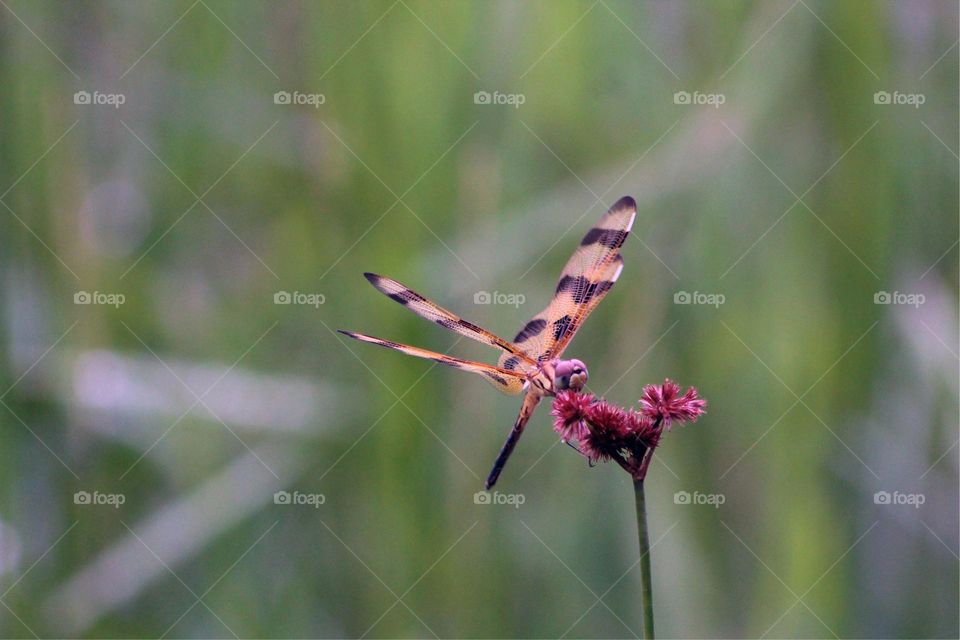 Stunning dragonfly perched on a flower catching some sun. 
