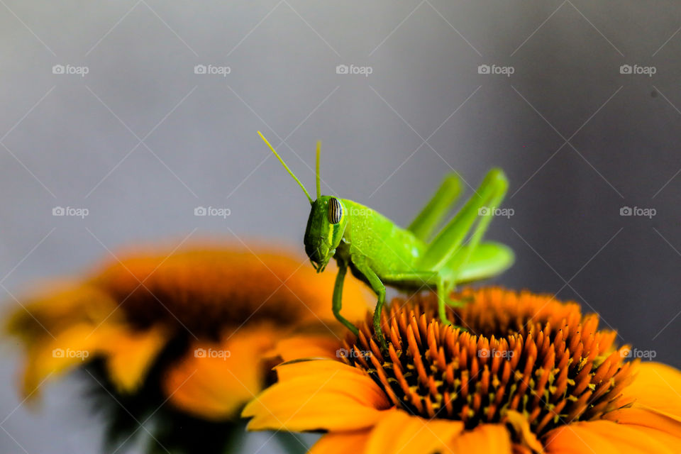Flowers and Crickets