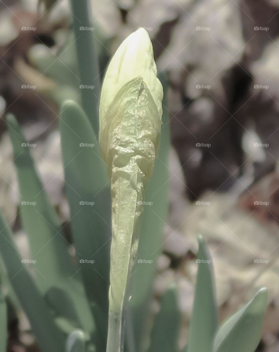 An early March bud of a daffodil plant at a park. 