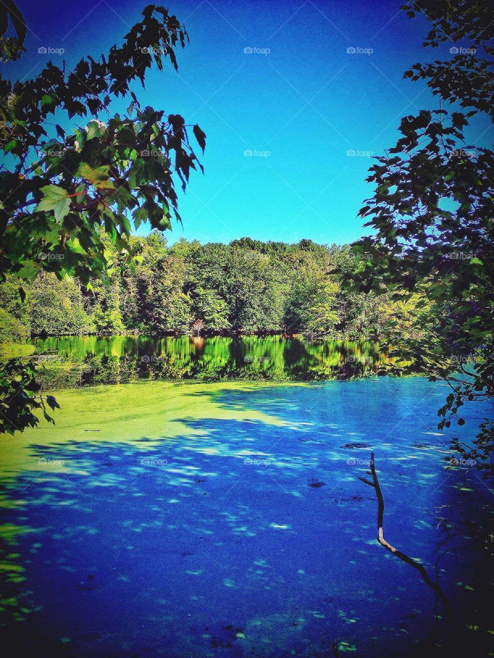 Milford, CT. Algae bloom