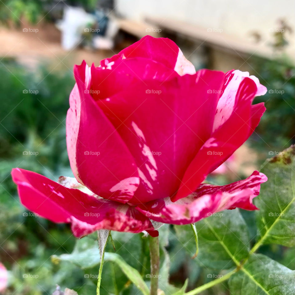 🌹 🇺🇸 Very beautiful flowers to brighten our day.  Live nature and its beauty. Did you like the delicate petals? / 🇧🇷 Flores muito bonitas para alegrar nosso dia. Viva a natureza e sua beleza. Gostaram das pétalas delicadas? 