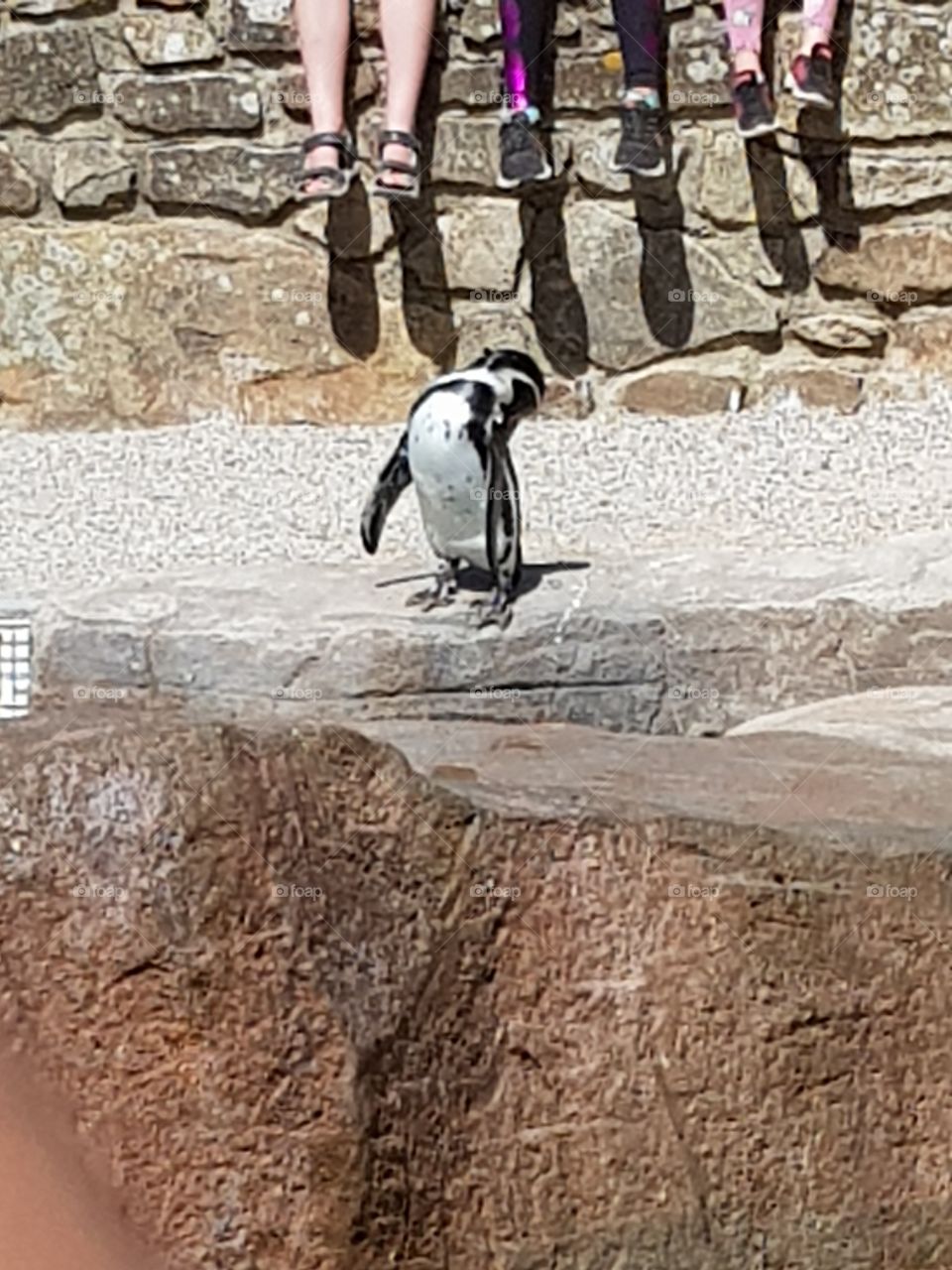 Penguin at Paradise Park in Hayle, Cornwall