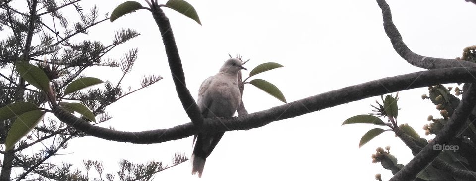 Bird on branch