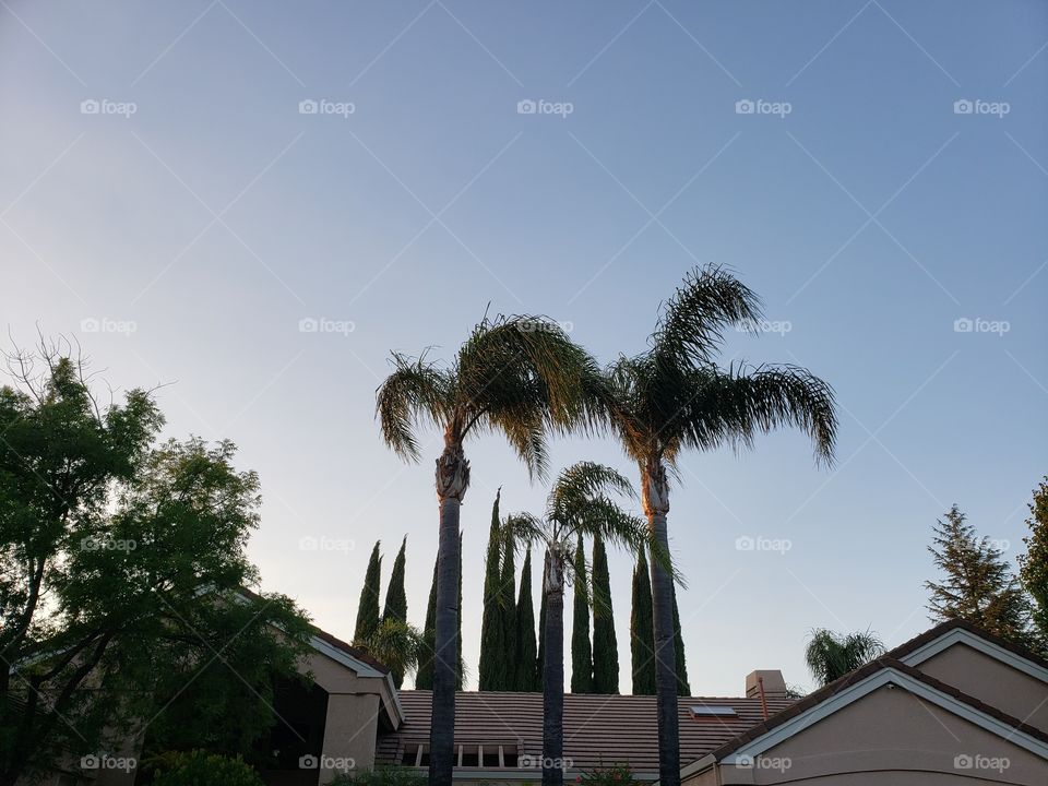 palm trees and bushes