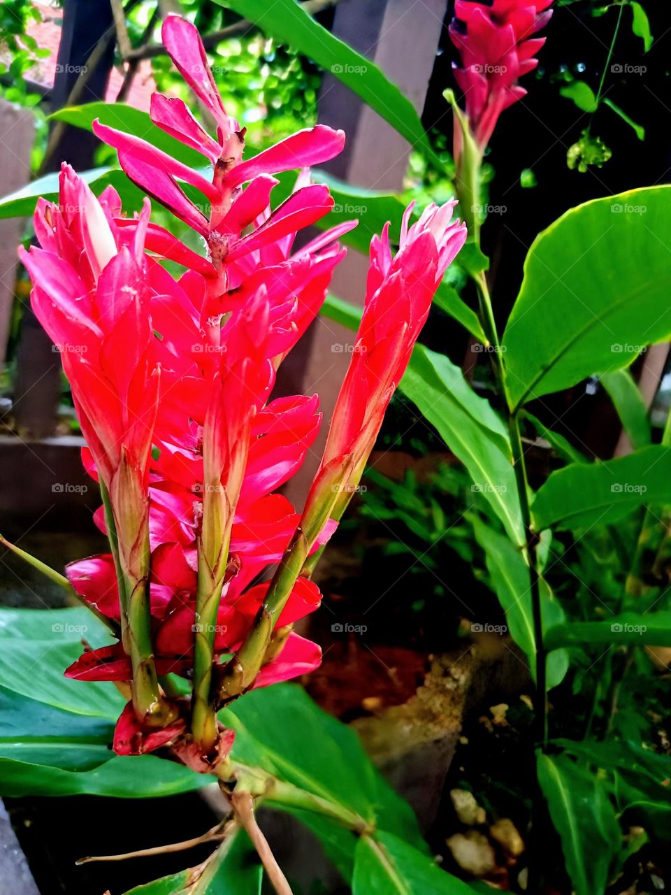 ginger flower blossom with nature background.