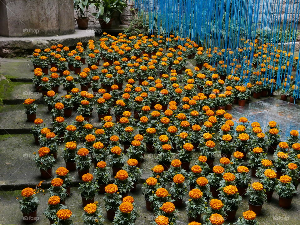 flores calla naranja