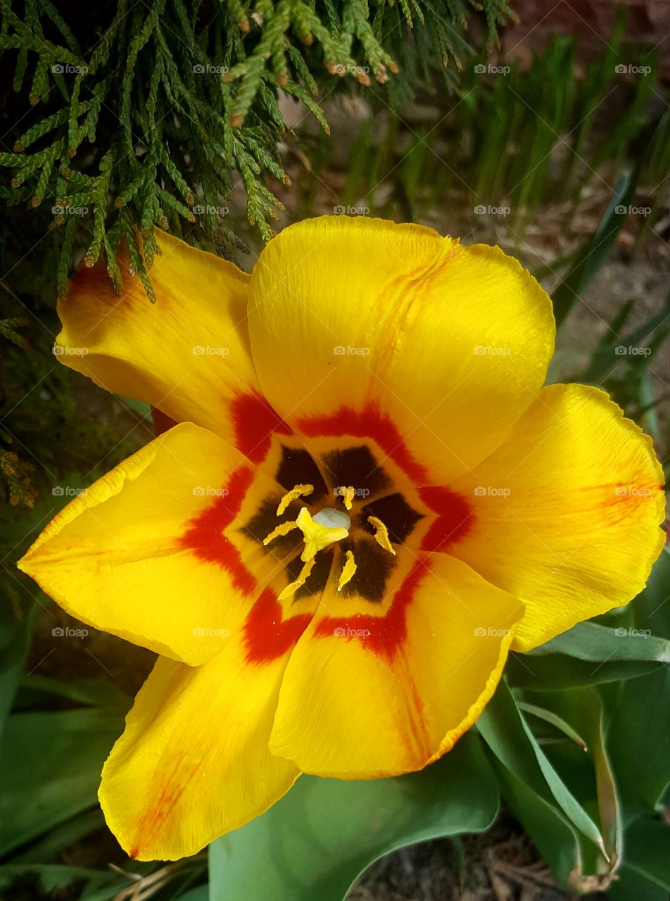 No Person, Flower, Nature, Garden, Leaf