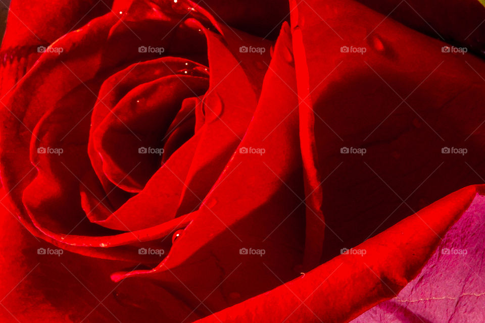 red rose